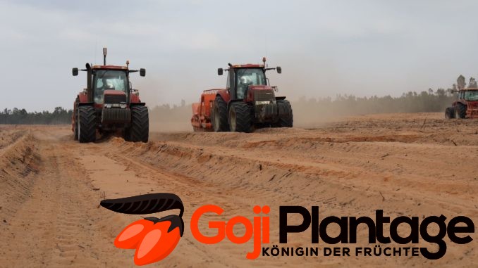 Goji Plantage Marokko Vorbereitungen